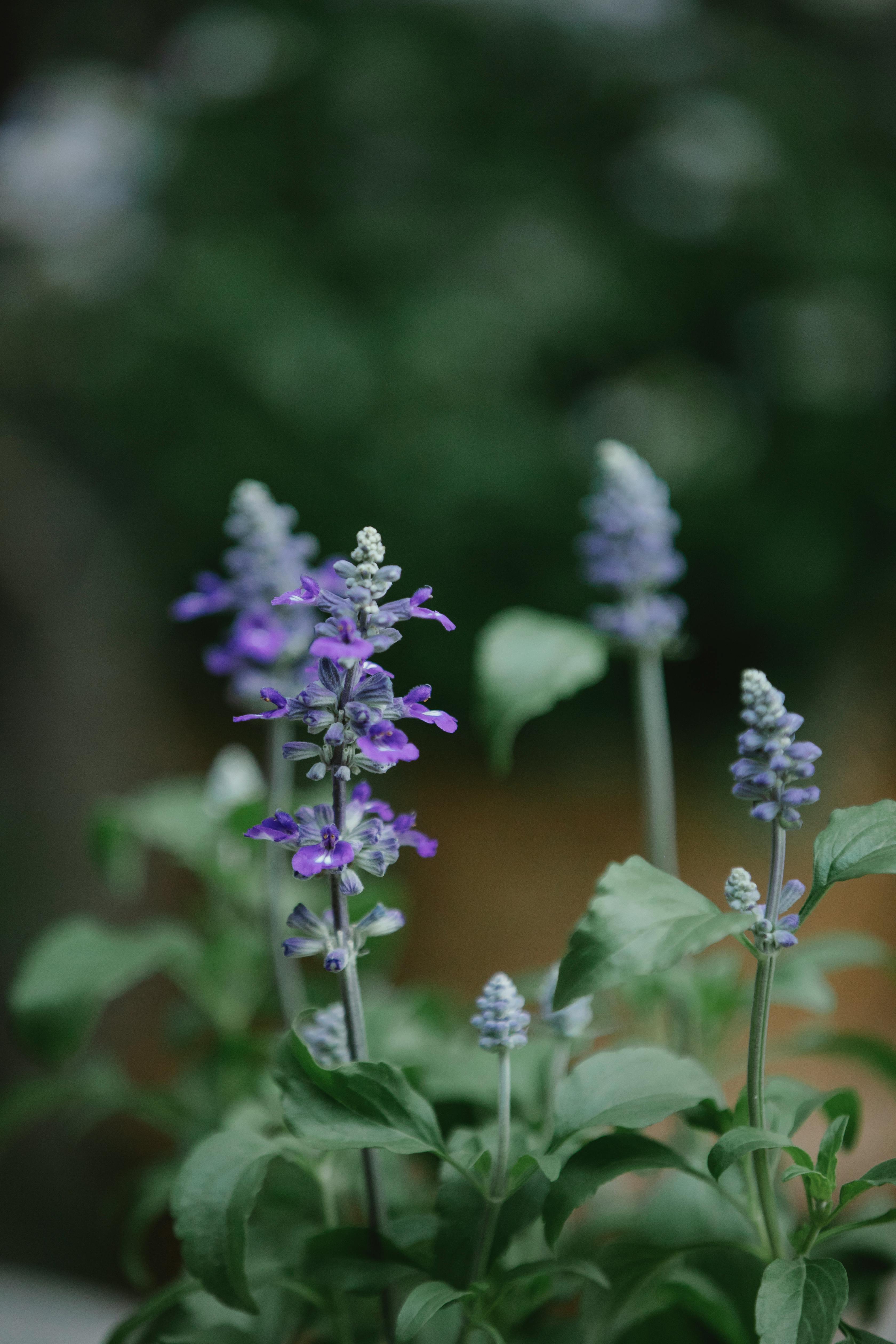 lavanda para gel ecologico
